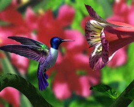 Colibri, Beija-flor