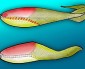Pikaia – A origem dos peixes – o primeiro vertebrado.